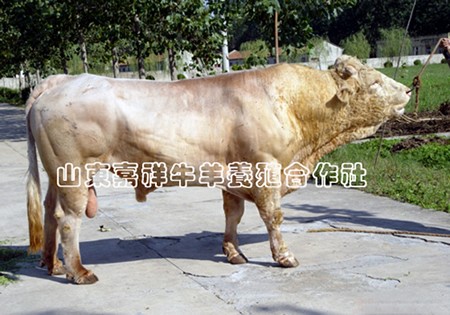供应供应夏洛莱牛、架子牛